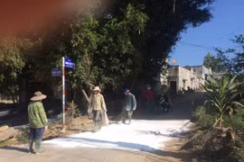 Đak Pơ: Rải vôi bột phòng dịch tả lợn Châu Phi