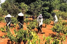 Huyện Đoàn Đak Đoa nhân rộng các tổ đổi công