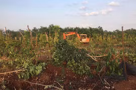 Chư Sê:Chưa thỏa thuận giá đền bù đã nhổ cây trồng của công nhân