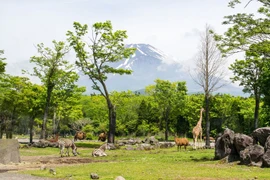 Gotemba - thành phố du lịch độc đáo ít người biết ở Nhật