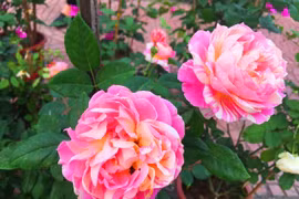 Mê mẩn hoa hồng khoe sắc ở "thành phố hoa hồng"