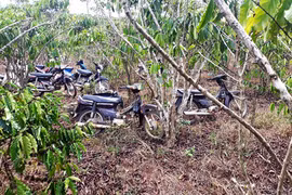 Triệt phá trường gà quy mô lớn trong rẫy cà phê ở Lâm Đồng