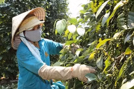 Ồ ạt mở diện tích, nông dân khóc ròng trên vườn tiêu đen