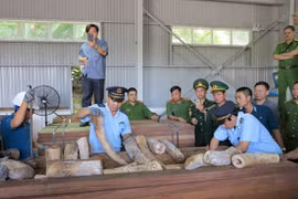 Bắt 9tấn ngà voi nhập lậu,lớn nhất từ trước đến nay tại cảng Tiên Sa