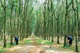 Cao su Chư Sê khẳng định "thương hiệu"