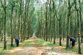 Cao su Chư Sê khẳng định "thương hiệu"