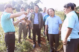 Bảo tồn,phát triển cây dược liệu: Nhà nước,nhân dân và doanh nghiệp cùng hưởng lợi