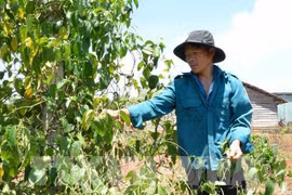 Đắk Lắk: Người trồng sachi gặp khó khăn khi giá xuống thấp