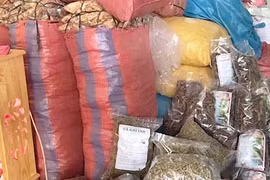 Tiền mất tật mang với "thuốc gia truyền" trên mạng