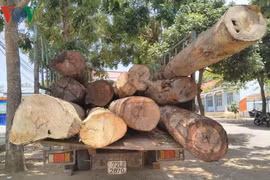 Phát hiện lâm tặc dùng ôtô tải vận chuyển gần 8m3 gỗ lậu ở KonTum