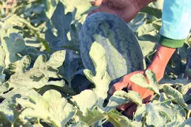 Côn đồ trắng trợn đòi "bảo kê",cướp "bát cơm" nông dân nghèo tại Phú Yên!