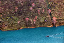 Hoa gạo đỏ rực bên bờ sông Nho Quế