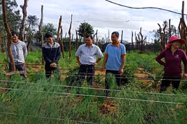 Chư Pưh: Cải thiện thu nhập nhờ chuyển đổi cây trồng