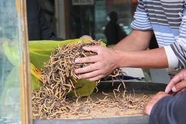 Thật-giả "tiên dược"đông trùng hạ thảo-Bài 2: Chi tiền tỷ mua... niềm tin