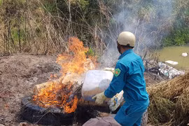 Điều cả xe tải đổ xác lợn chết do lở mồm long móng xuống suối