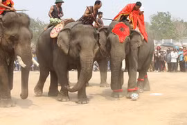 Lên Tây Nguyên xem voi đá bóng
