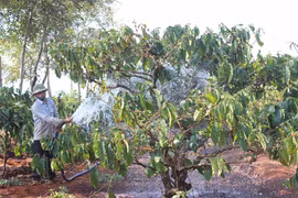 Nông dân Gia Lai lao đao vì giá nông sản xuống thấp