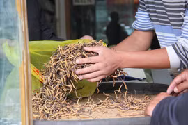 Thật-giả "tiên dược"đông trùng hạ thảo-Bài 2: Chi tiền tỷ mua... niềm tin