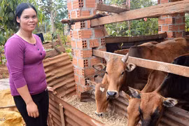 Đồng hành cùng phụ nữ nghèo ở Đak Đoa