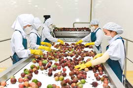 Doanh nghiệp Gia Lai còn thờ ơ với thương mại điện tử