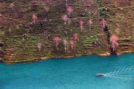 Hoa gạo đỏ rực bên bờ sông Nho Quế