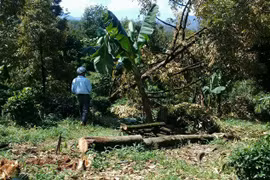 Lâm Đồng: Lốc xoáy kinh hoàng, hàng ngàn cây sầu riêng ngã đổ