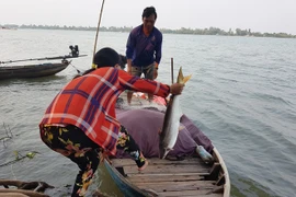 Săn 'lộc' trên sông Tiền