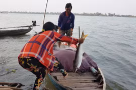 Săn 'lộc' trên sông Tiền