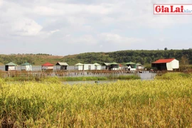 Thi vị hồ Ia Băng, Gia Lai