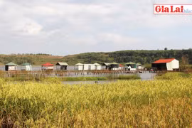 Thi vị hồ Ia Băng, Gia Lai