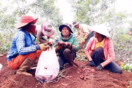 Xây dựng thương hiệu khoai lang Lệ Cần: Nhu cầu bức thiết!