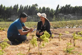 Cây đinh lăng "bén rễ" đồng đất Ia Pa