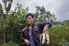 Cao thủ tiết lộ kế săn chuột rừng chỉ có trúng chứ không trượt