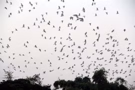 Người'xây tổ ấm'cho đàn cò cùng ước muốn ... 'đảo thiên đường các loài chim'