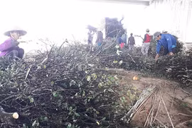 Cây dại làm củi bỗng được săn lùng, đào cả gốc bán sang Trung Quốc