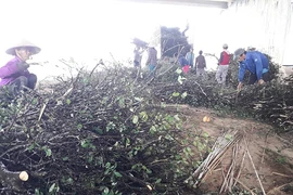 Cây dại làm củi bỗng được săn lùng, đào cả gốc bán sang Trung Quốc