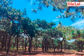 Thơ mộng đồi cỏ hồng