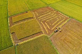 Ánh vàng trên cánh đồng Ngô Sơn- Chư Pah- Gia Lai