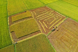 Ánh vàng trên cánh đồng Ngô Sơn- Chư Pah- Gia Lai