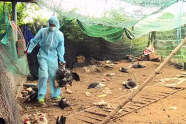 Báo động dịch cúm tái xuất