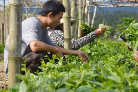 Tập đoàn FLC dự kiến đầu tư 1,5 tỷ USD vào lĩnh vực nông nghiệp