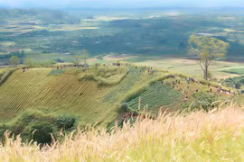 Những hình ảnh ấn tượng về lễ hội Hoa dã quỳ Chư Đăng Ya