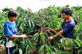 Niên vụ cà phê 2018-2019: Nhiều nỗi lo