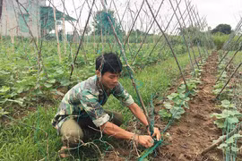 Đak Pơ: Ưu tiên cây trồng có hiệu quả kinh tế cao