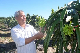 Thu nhập cao từ vườn thanh long ruột đỏ