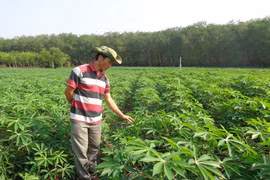 Ia Pa: Mì được mùa, giá cao