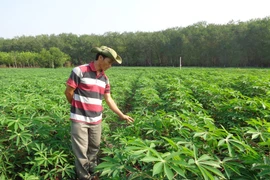 Ia Pa: Mì được mùa, giá cao