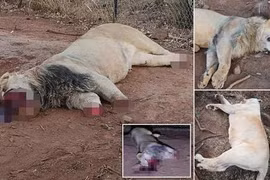 Nam Phi bắt 6 người Việt nấu cao 40 con sư tử