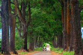 Trở lạnh