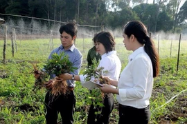 " Vương quốc" sâm tiền tỷ của nông dân chân đất Hà Văn Đại